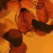 HMR Counseling and Behavioral Services SARF Program number SA0330368