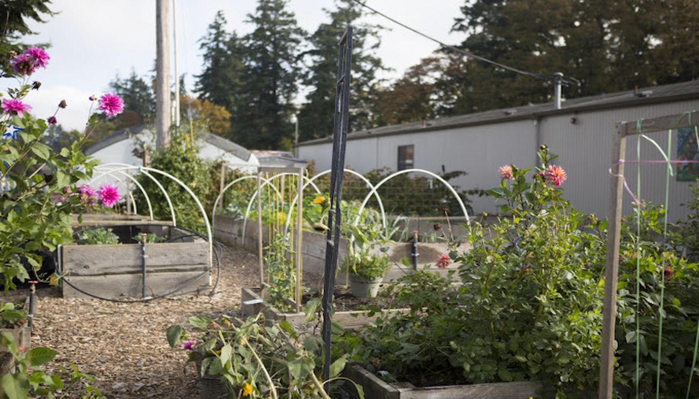 Trillium Family Corvallis